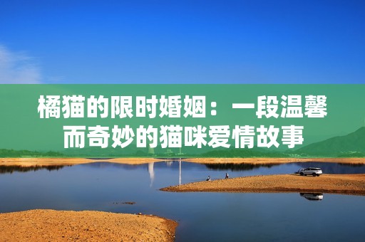 橘猫的限时婚姻：一段温馨而奇妙的猫咪爱情故事