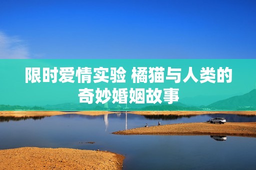 限时爱情实验 橘猫与人类的奇妙婚姻故事
