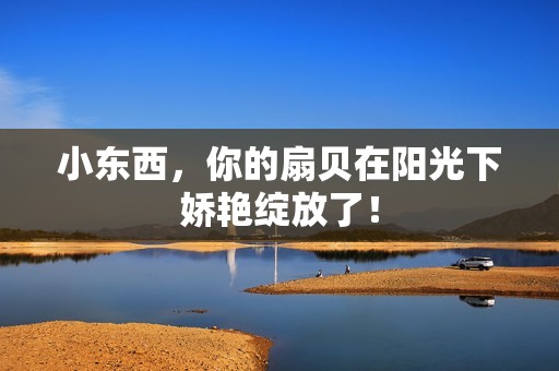 小东西，你的扇贝在阳光下娇艳绽放了！